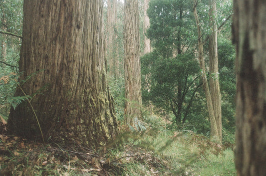 Climate and geography influences on tea