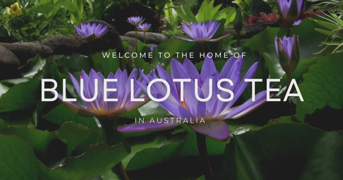 Load video: blue lotus